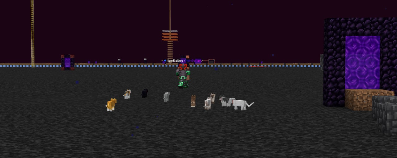 the cat whisperer — image 1