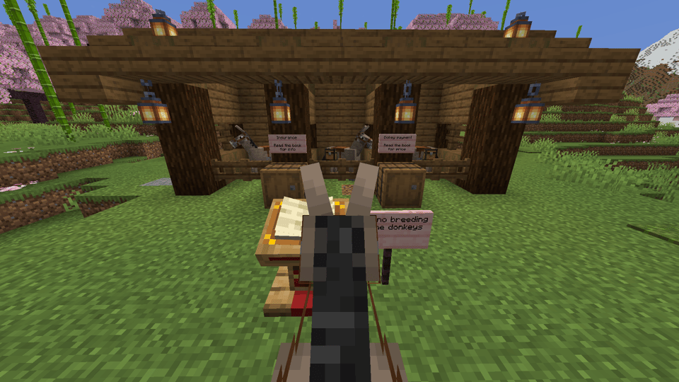 Donkeys for sale — image 1